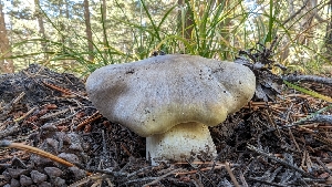  ( - HAY-F-001483)  @11 [ ] c (2023) Michelle C. Torres-Grant Fungal Diversity Survey