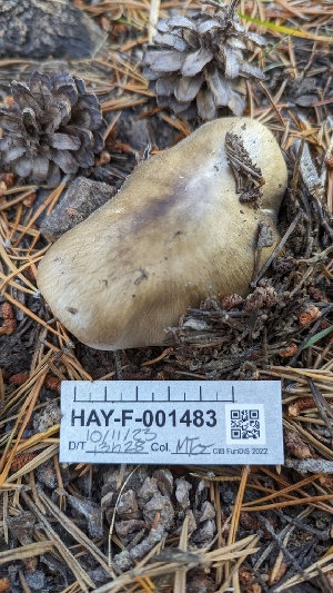  ( - HAY-F-001483)  @11 [ ] c (2023) Michelle C. Torres-Grant Fungal Diversity Survey