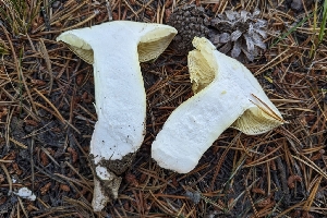  ( - HAY-F-001483)  @11 [ ] c (2023) Michelle C. Torres-Grant Fungal Diversity Survey