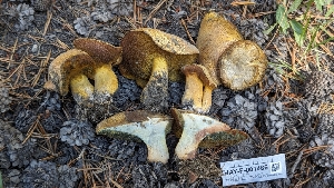  ( - HAY-F-001486)  @11 [ ] c (2023) Michelle C. Torres-Grant Fungal Diversity Survey