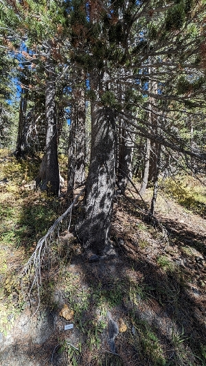  ( - HAY-F-001486)  @11 [ ] c (2023) Michelle C. Torres-Grant Fungal Diversity Survey