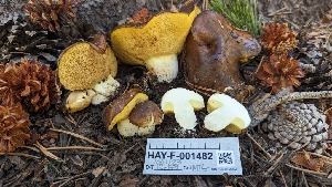  ( - HAY-F-001482)  @11 [ ] c (2023) Michelle C. Torres-Grant Fungal Diversity Survey