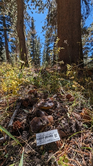  ( - HAY-F-001482)  @11 [ ] c (2023) Michelle C. Torres-Grant Fungal Diversity Survey