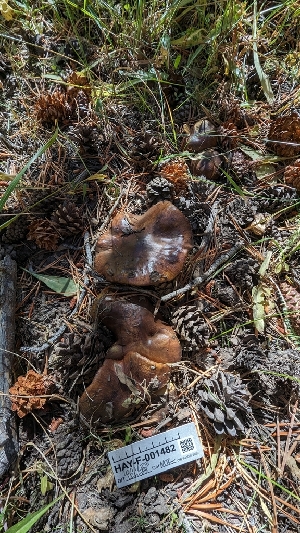  ( - HAY-F-001482)  @11 [ ] c (2023) Michelle C. Torres-Grant Fungal Diversity Survey