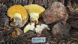  ( - HAY-F-001467)  @11 [ ] c (2023) Michelle C. Torres-Grant Fungal Diversity Survey