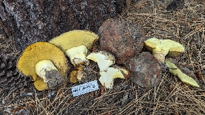  ( - HAY-F-001467)  @11 [ ] c (2023) Michelle C. Torres-Grant Fungal Diversity Survey
