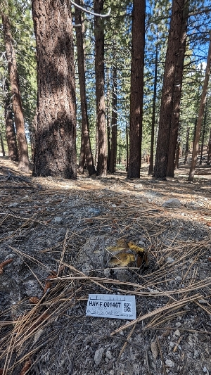  ( - HAY-F-001467)  @11 [ ] c (2023) Michelle C. Torres-Grant Fungal Diversity Survey
