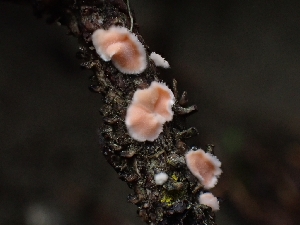 (Aleurodiscus sp. CA01 - HAY-F-006211)  @11 [ ] by (2023) Mandy Hackney Fungal Diversity Survey