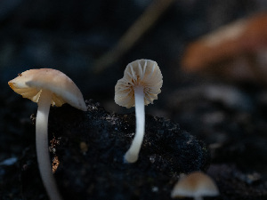  ( - HAY-F-005965)  @11 [ ] by-nc (2023) Stu Pickell Fungal Diversity Survey