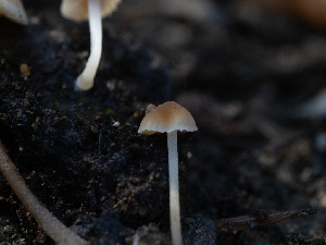  ( - HAY-F-005965)  @11 [ ] by-nc (2023) Stu Pickell Fungal Diversity Survey