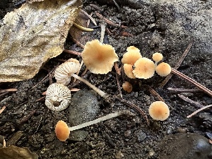  (Atheniella sp. CA01 - HAY-F-005700)  @11 [ ] c (2023) Rudy Diaz Fungal Diversity Survey