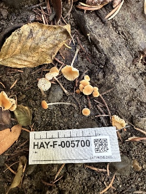  ( - HAY-F-005700)  @11 [ ] c (2023) Rudy Diaz Fungal Diversity Survey