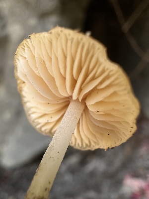  ( - HAY-F-005700)  @11 [ ] c (2023) Rudy Diaz Fungal Diversity Survey