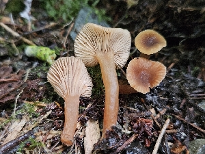  ( - HAY-F-006320)  @11 [ ] by (2023) Mandy Hackney Fungal Diversity Survey