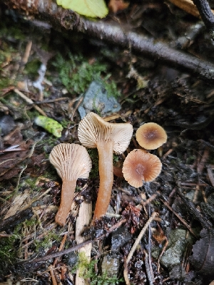  ( - HAY-F-006320)  @11 [ ] by (2023) Mandy Hackney Fungal Diversity Survey
