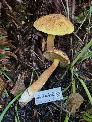  (Hypomyces sp. chrysospermus-PNW01 - HAY-F-006322)  @11 [ ] by (2023) Mandy Hackney Fungal Diversity Survey