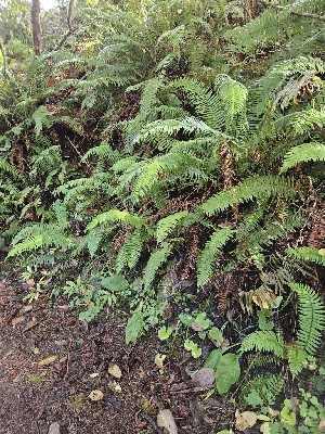  ( - HAY-F-006322)  @11 [ ] by (2023) Mandy Hackney Fungal Diversity Survey