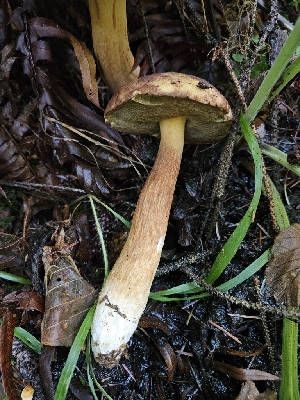  ( - HAY-F-006322)  @11 [ ] by (2023) Mandy Hackney Fungal Diversity Survey
