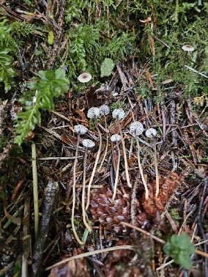  ( - HAY-F-006323)  @11 [ ] by (2023) Mandy Hackney Fungal Diversity Survey