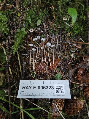  ( - HAY-F-006323)  @11 [ ] by (2023) Mandy Hackney Fungal Diversity Survey