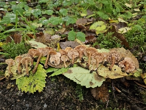  ( - HAY-F-006326)  @11 [ ] by (2023) Mandy Hackney Fungal Diversity Survey