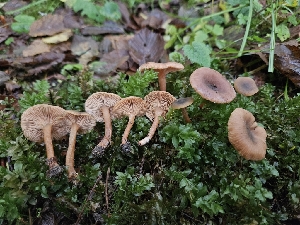  ( - HAY-F-006326)  @11 [ ] by (2023) Mandy Hackney Fungal Diversity Survey