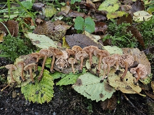  ( - HAY-F-006326)  @11 [ ] by (2023) Mandy Hackney Fungal Diversity Survey