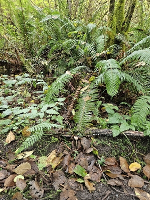  ( - HAY-F-006214)  @11 [ ] by (2023) Mandy Hackney Fungal Diversity Survey