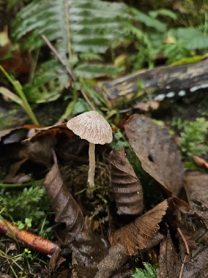  ( - HAY-F-006214)  @11 [ ] by (2023) Mandy Hackney Fungal Diversity Survey