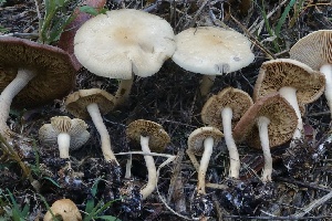  ( - HAY-F-007272)  @11 [ ] by-nc (2023) Taye Bright Fungal Diversity Survey