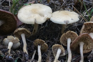  ( - HAY-F-007272)  @11 [ ] by-nc (2023) Taye Bright Fungal Diversity Survey