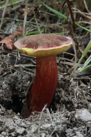  ( - HAY-F-007277)  @11 [ ] by-nc (2023) Taye Bright Fungal Diversity Survey