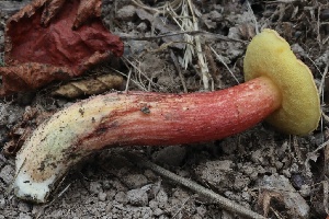  (Xerocomellus salicicola - HAY-F-007277)  @11 [ ] by-nc (2023) Taye Bright Fungal Diversity Survey