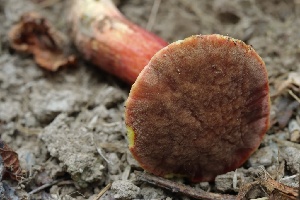  ( - HAY-F-007277)  @11 [ ] by-nc (2023) Taye Bright Fungal Diversity Survey