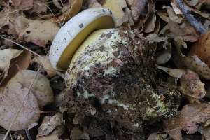  ( - HAY-F-007276)  @11 [ ] by-nc (2023) Taye Bright Fungal Diversity Survey