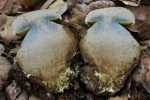  ( - HAY-F-007276)  @11 [ ] by-nc (2023) Taye Bright Fungal Diversity Survey