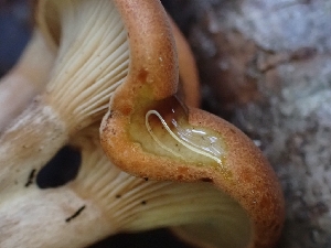  ( - HAY-F-003412)  @11 [ ] by-nc (2023) Sadie Hickey Fungal Diversity Survey