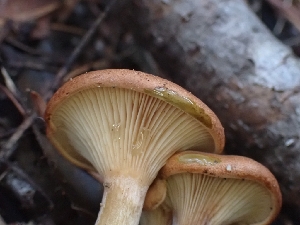  ( - HAY-F-003412)  @11 [ ] by-nc (2023) Sadie Hickey Fungal Diversity Survey