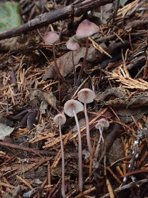  ( - HAY-F-003413)  @11 [ ] by-nc (2023) Sadie Hickey Fungal Diversity Survey
