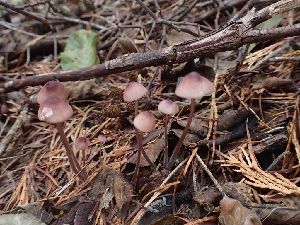  ( - HAY-F-003413)  @11 [ ] by-nc (2023) Sadie Hickey Fungal Diversity Survey