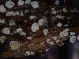  ( - HAY-F-003414)  @11 [ ] by-nc (2023) Sadie Hickey Fungal Diversity Survey