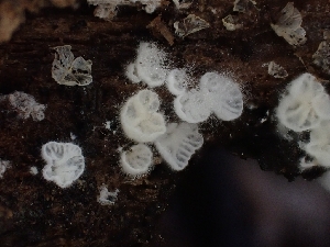  ( - HAY-F-003414)  @11 [ ] by-nc (2023) Sadie Hickey Fungal Diversity Survey