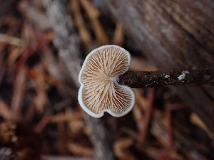  ( - HAY-F-003415)  @11 [ ] by-nc (2023) Sadie Hickey Fungal Diversity Survey