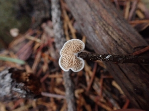  ( - HAY-F-003415)  @11 [ ] by-nc (2023) Sadie Hickey Fungal Diversity Survey