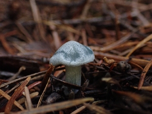  ( - HAY-F-003418)  @11 [ ] by-nc (2023) Sadie Hickey Fungal Diversity Survey