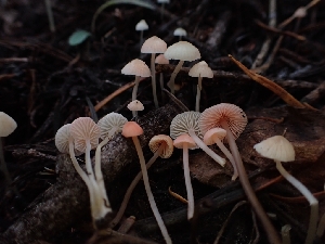  ( - HAY-F-003426)  @11 [ ] by-nc (2023) Sadie Hickey Fungal Diversity Survey