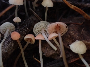  ( - HAY-F-003426)  @11 [ ] by-nc (2023) Sadie Hickey Fungal Diversity Survey