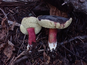  ( - HAY-F-003427)  @11 [ ] by-nc (2023) Sadie Hickey Fungal Diversity Survey