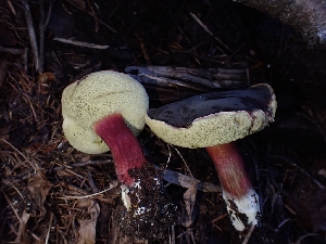  ( - HAY-F-003427)  @11 [ ] by-nc (2023) Sadie Hickey Fungal Diversity Survey