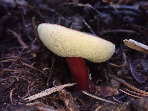  ( - HAY-F-003427)  @11 [ ] by-nc (2023) Sadie Hickey Fungal Diversity Survey